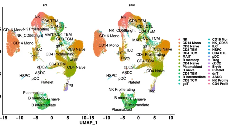 Single cell sequencing UMAP plot of peripheral blood mononuclear cells isolated from Duchenne muscular dystrophy subjects prior to (pre) and after (post) administration of an AAV-based gene therapy