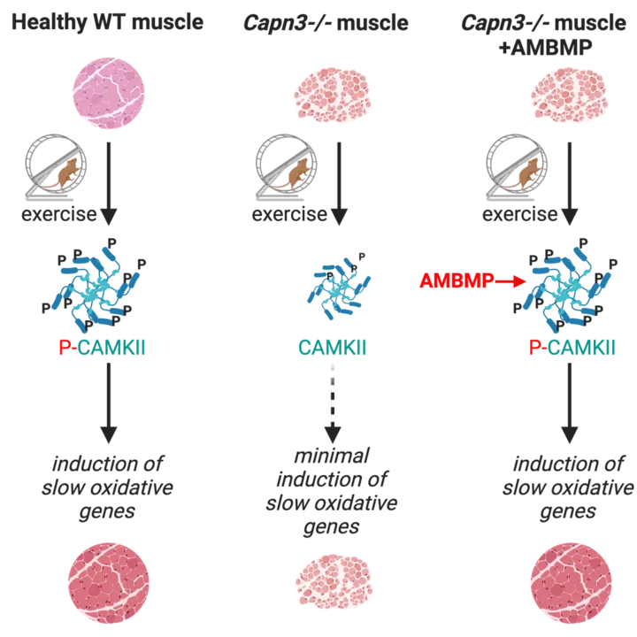 The Spencer lab identified a small molecule called AMBMP that enhances the slow oxidative program in skeletal muscle. In collaboration with the Varghese lab in Neurology, the investigators are optimizing this compound to be used in patients with muscular dystrophy.